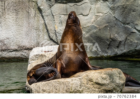 The South American sea lion, Otaria flavescens in the zoo The South American sea lion, Otaria flavescens in the zoo 70762384