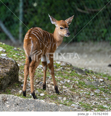 Baby Nyala Antelope - Tragelaphus angasii. Wild life animal. 70762400