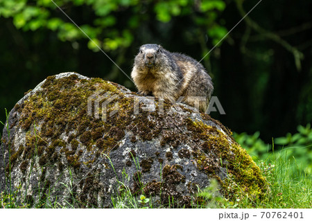 Alpine marmot, marmota marmota, in the zoo 70762401