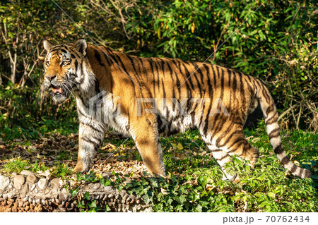 The Siberian tiger,Panthera tigris altaica in the zoo 70762434