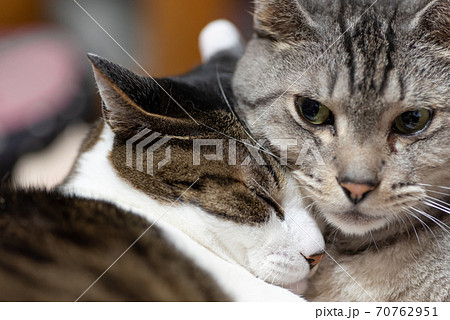 仲良しな猫 キジトラ サバトラ猫の写真素材