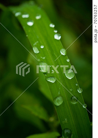 朝露の水滴が葉っぱの上で転がっています。 70763257