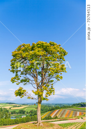 北海道・美英　初夏の四季彩の丘 70764513