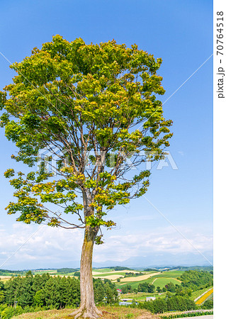 北海道・美英　初夏の四季彩の丘 70764518
