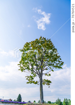 北海道・美英　初夏の四季彩の丘 70764521