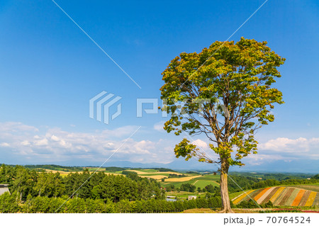 北海道・美英　初夏の四季彩の丘 70764524