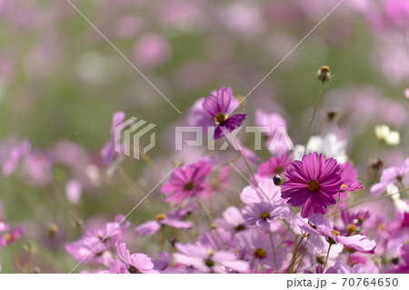パステルカラーのコスモス畑の写真素材