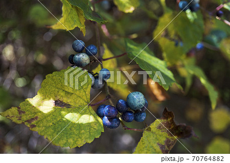 色付いたヤマブドウの実【エビカズラ】長野県10月 70764882