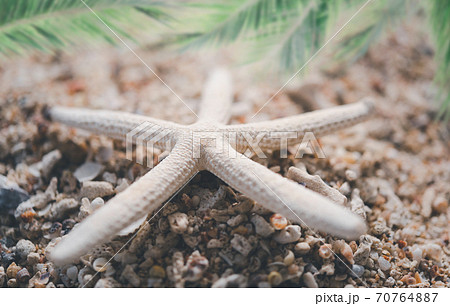 Star fish and sea shell with blurred palm leaf background,summer concepts Star fish and sea shell with blurred palm leaf background,summer concepts 70764887