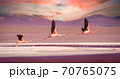 Flamingos flying over Laguna Colorada, Bolivia at sunset 70765075