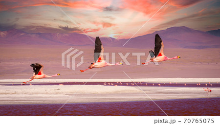 Flamingos flying over Laguna Colorada, Bolivia at sunset 70765075