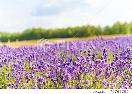 北海道・美英　初夏の四季彩の丘のラベンダー 70765296