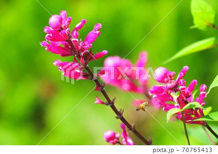 ピンクの花（サルビア・インボルクラータ）　ピンクの花と蜜蜂 70765413