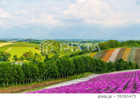 北海道・美英　初夏の四季彩の丘 70765475