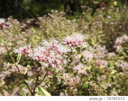 フジバカマの花 70765553