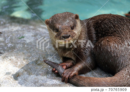 コツメカワウソ　尻尾を掴む　遊ぶ 70765909