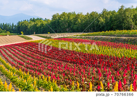 北海道・美英　初夏の四季彩の丘 70766366
