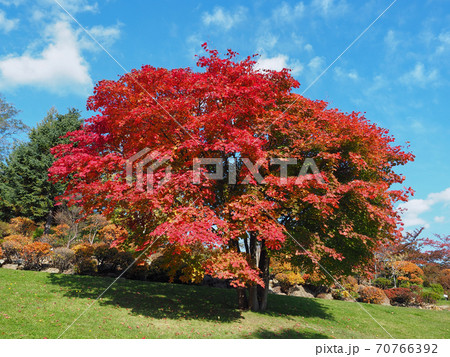小樽　手宮緑化植物園の紅葉　名月楓 70766392