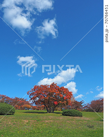 小樽 手宮緑化植物園の紅葉 小樽 手宮緑化植物園の紅葉 70766451