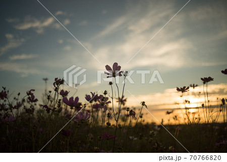 夕暮れ時のコスモス畑 夕暮れ時のコスモス畑 70766820