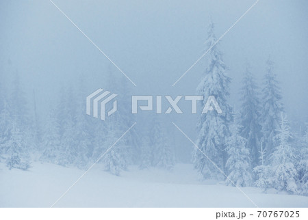 Frozen winter forest in the fog. Pine tree in nature covered with fresh snow Carpathian, Ukraine 70767025