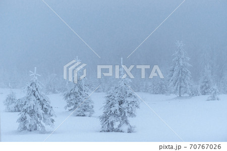 Frozen winter forest in the fog. Pine tree in nature covered with fresh snow Carpathian, Ukraine 70767026