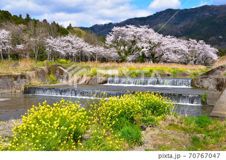桜景 余呉川 桜景 余呉川 70767047
