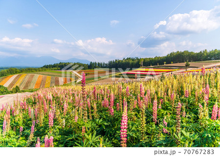 北海道・美英　初夏の四季彩の丘 70767283