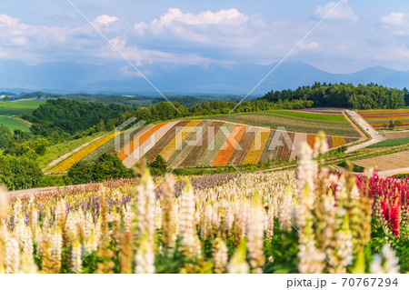北海道・美英　初夏の四季彩の丘 70767294