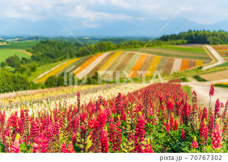 北海道・美英　初夏の四季彩の丘 70767302