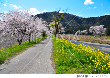 桜景　余呉川 70767370