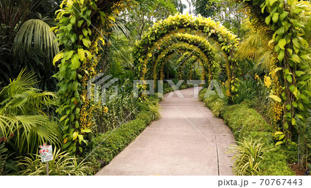 Sidewalk with arches covered with green leaves first point Sidewalk with arches covered with green leaves first point 70767443