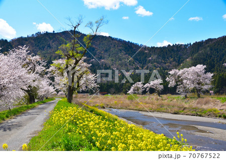桜景 余呉川 桜景 余呉川 70767522