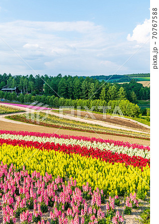 北海道・美英　初夏の四季彩の丘 70767588