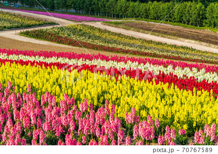 北海道・美英 初夏の四季彩の丘 北海道・美英 初夏の四季彩の丘 70767589