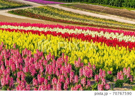 北海道・美英　初夏の四季彩の丘 70767590