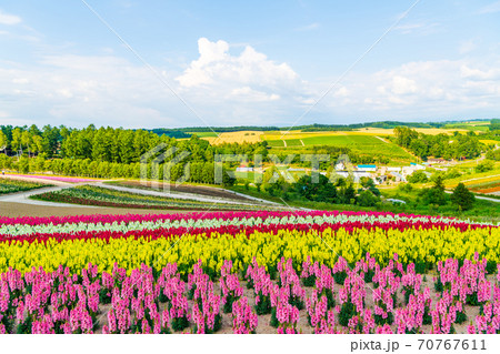 北海道・美英　初夏の四季彩の丘 70767611