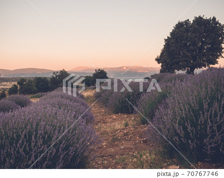 Lavender field at sunset time, summer season 70767746