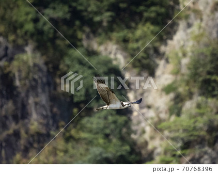 飛ぶミサゴ 70768396