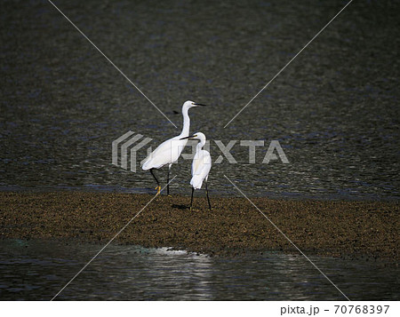 ダイサギとコサギ 70768397