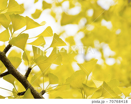 黄色いイチョウの葉 70768418