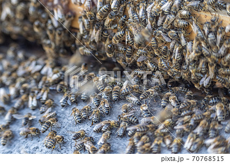 Close up of huge crowd of honey bees flying into beehive apiary Working bees collecting yellow pollen 70768515