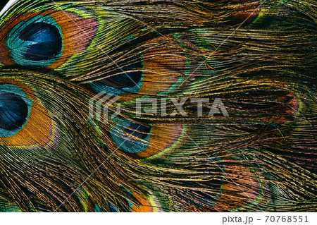 Feathers of tropical peacock bird. Macro, close-up view. Beautiful animals. color accuracy of nature Feathers of tropical peacock bird. Macro, close-up view. Beautiful animals. color accuracy of nature 70768551