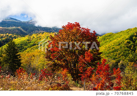 秋の乗鞍高原　霧と大カエデ 70768845