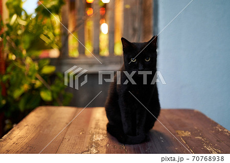 オシャレなカフェのテーブルで佇む黒猫の写真素材