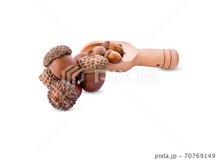 brown acorn isolated on white background 70769149