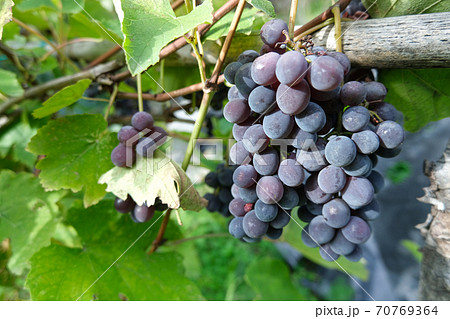 Vinegrape branch on a wine cultivation in Tuscany.Agricultural biologicalRed Wine production Vinegrape branch on a wine cultivation in Tuscany.Agricultural biologicalRed Wine production 70769364
