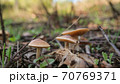 Close up view of wild autumnal mushroom in raw forest ecosystem,autumn products 70769371