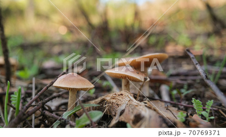 Close up view of wild autumnal mushroom in raw forest ecosystem,autumn products 70769371