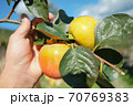 Farmer man hand harvesting parsimmon fruits from the tree,kaki autumn agricultural products 70769383
